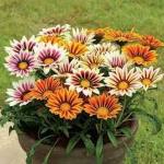 PARYAVARAAN Gazania Seeds For Gardening pack of 50 seeds