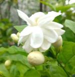 Cloud Farm Arabian Jasmine Double Petal Healthy Flower Plant CF[2047]