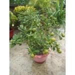 Cloud Farm lemon plants Healthy hybrid all season Thai Seedlees Lemon Plant Height 1-1.5 ft(Pack Of 1),CF_L31