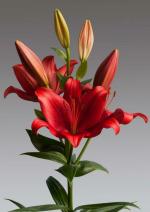 PARYAVARAAN Asiatic lily Red 