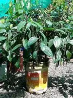 Cloud Farm Hybrid Kottanadan Black Pepper Plant - 200 mm