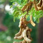 Earth Angels Tamarind PlantHalud Plant Tamarind Thai Sweet Variety Imli Fruit Grafted Live Plant (1-1.5 Ft Size) Pack of 1 Healthy Plant [CF14]