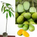 Cloud Farm Grafted Sweet Langra Mango Plant (Height 1.5-2 FT) Grafted langra mango Mango Plant Fruit & tree CF_N1_09