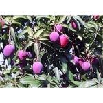 Cloud Farm Thailand Mango Tree plant Nam-Dok-Mai Si Mueng 18 inchTall Thai Purple Mango Juicy Fruit CF_N1_24