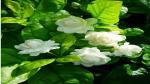 Platone Jasmine Plant Jasmine Mogra live Plant
