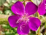 ONLINE PLANT BAZAR Begum bahar/ Tibouchina semidecandra Flower Live Plant(Pack Of-1)