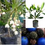 Cloud Farm Nepal Variety Rudraksha Healthy plant & Tree 