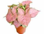 ONLINE PLANT BAZAR Syngonium Pink Indoor Plant