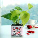FlowerAura Decorative Air Purifying Money Live Indoor Plant In Glass Vase Pot For Living Room, Balcony, Office/Home Decoration And Gifts For Friends, Colleagues & Neighbours
