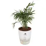Udyanam Chamandorea Bamboo Palm Live Air Purifier Easy to Grow Plant With Self Watering Pot