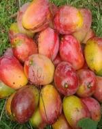 Golden Bloom Original Grafted Rare Sweet Gulab Khas Mango Plant Tree Height 1.5-2 FT Height