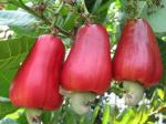 ONLINE PLANT BAZAR Cashew Plant (Hybrid, Pack of 1)
