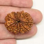 Feel Touch Mart 10 Mukhi Rudraksha Nepal Bead Recommend by Astrologer with Certified by Lab