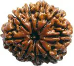 Shivoham Wooden Certified 9 Mukhi Nepal Rudraksha 25.79 mm