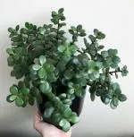 Online Plant Bazar Green Crassula Ovata Good Luck Jade Live Plant-Z10