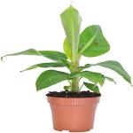 Bahan Banana Plant (Hybrid, Pack of 1)
