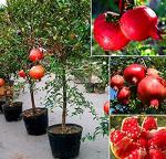 Dream mall Live Pomegranate Fruit Plant