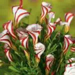 PARYAVARAAN Flower Bulbs Oxalis Palmifrons Versicolour For Home Gardening pack of 5 bulbs
