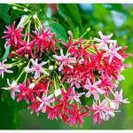 GREENLIVE TRADERS Jasmine Rangoon High fragrance Creeper Live Flower Plant