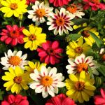 NooElec Seeds India Zinnia Zahara Raspberry Lemonade Heat & Drought Tolerant Garden Cut Flowers - 50 Seeds Incomplete