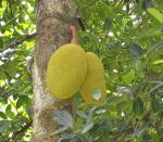 Plantzoin Jackfruit Kathal Artocarpus heterophyllus Panasa Live Plant