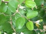 Plantzoin Indian jujube leaves Ber patta Barakoli patra Live Leaf's for Ritual/Worship