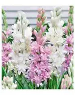 Afflorance Multicolor Rajanigandha or Tuberose Flower Bulbs (11 Bulbs)