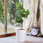 UGAOO Calcutta Paan Plant With Self Watering Pot