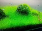 Blueheavens Aquatic Live Plants - Eleocharis parvula Japanese Hair Grass (Pot/Bunch/Mat)
