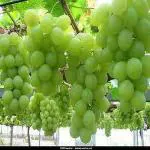 PLATONE Grapes Plant_Grape plant bf pai(y108