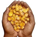 My God Gift Kashmiri LEHSUN,KASMIRI LASSAN | Snow Clove Garlic | Indian Mountain Single Clove Garlic 100g