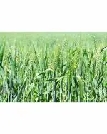 Green World Hi - 8759 Pusa Tejas Wheat Seeds 11 kg
