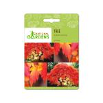 National Gardens Amur Maple Bonsai Seeds (5 Nos)