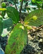 Cloud Farm Air Layered Hybrid Harijha Variant Guava Amrud Amrood Healthy Plant CF[1001001]