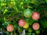 ONLINE PLANT BAZAR PASSION FRUIT PLANT(PACK OF-1)