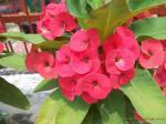 Online Plant Bazar Pink Euphorbia Mili Flower Live Plant-Ml04