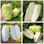Cloud Farm Alltime Seedless Japanese Sweet White Diamond Guava Fruit Amrud Grafted Healthy Plant & Tree,CF_N145