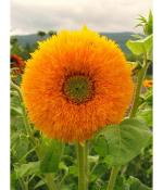 Afflorance Organic Yellow Sunflower Flower Seeds for Home and Terrace Garden