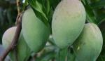 Cloud Farm Hybrid ModManjeera Mango Plant- 200 mm CF_O358