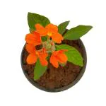 Indian Gardens Green Lakshmi Kanakambaram Live Plant With Pot