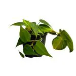 Hug A Plant Philodendron Oxycardium Brasil With 4 Inch Pot (Home & Garden)