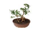 Indian Gardens - Say Green, Stay Grow Green Ficus Bonsai Variety Indoor Plant Live Plants
