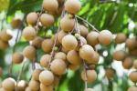 ONLINE PLANT BAZAR LONGAN FRUIT PLANT(PACK OF-1)