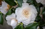 Online Plant Bazar White Camellia Flower Live Plant-W2