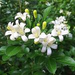 Sumit Greenery ive Rare Murraya Paniculata Jasmine