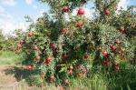 Platone Pomegranate PlantBedana Plantaa11