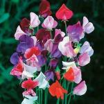 PARYAVARAAN Sweet Peas Trailing Royal Mixed, 50 Seeds by PARYAVARAAN