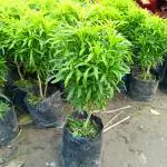Online Plant Bazar Green Aralia Live Plant-A3