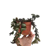 Ashokavanam Wavy Watermelon Begonia Hanging Plant (Pellionia repens)
