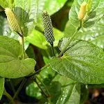 Corofitam Pepper Plantpipuli PlantGardens Live Pipli/Long pepper/Piper longum Medicinal Plant 1 Healthy Live Plant With Plastic Bag